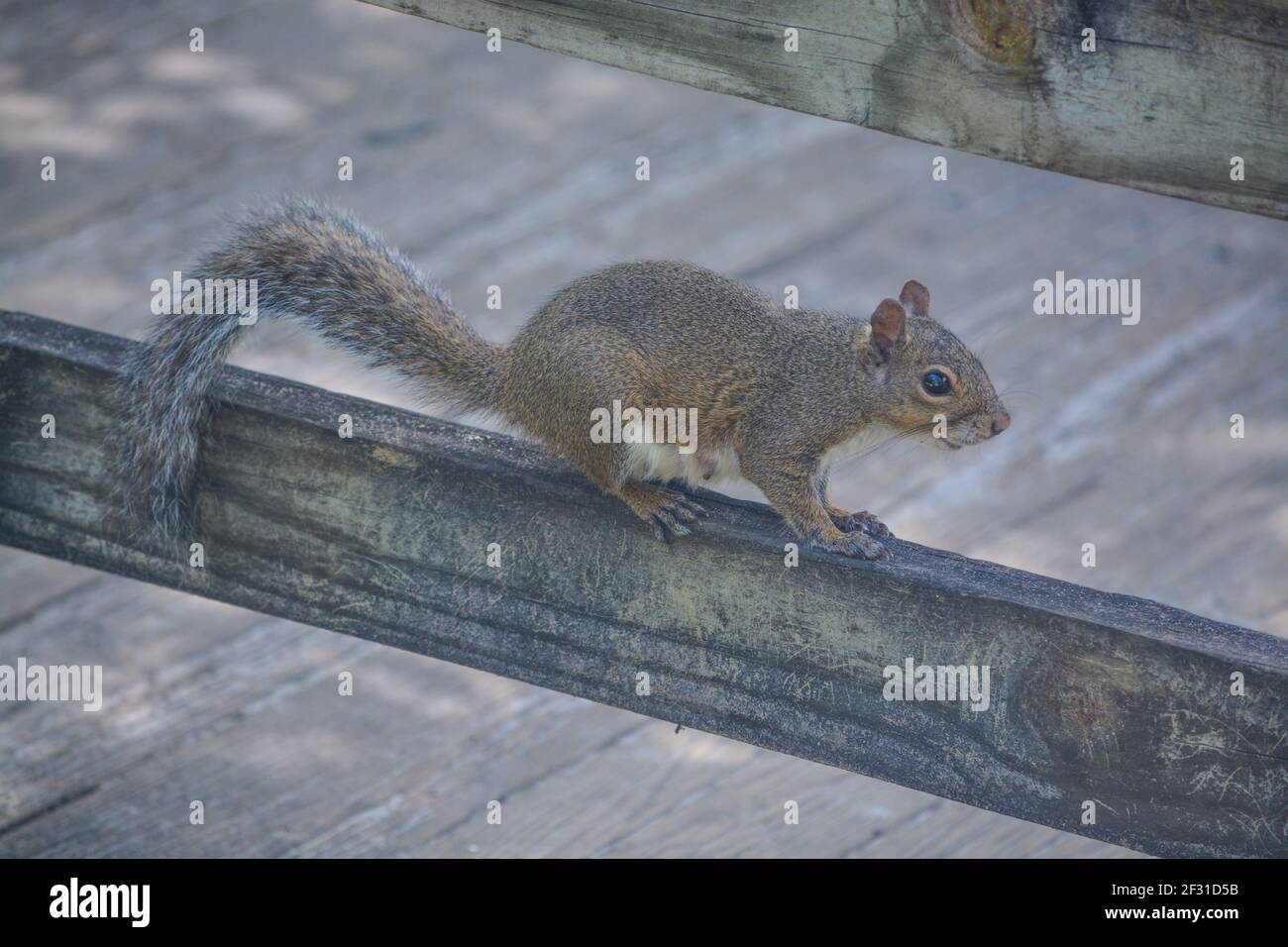 A friendly Eastern Grey Squirrel at Wekiwa Springs State Park. In