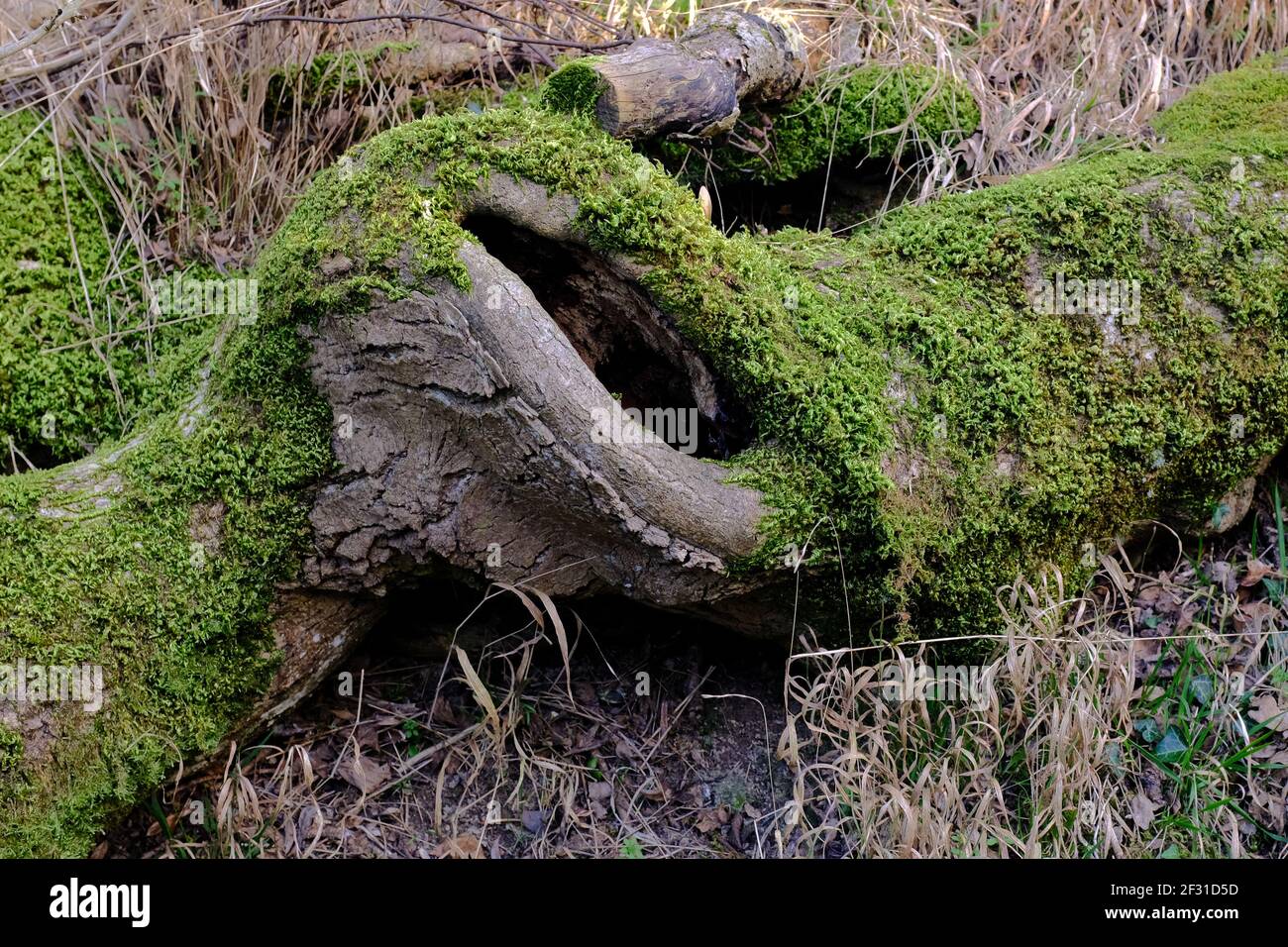closeup of gnarled rotting dead tree lying on ground cloaked in green foliage Stock Photo
