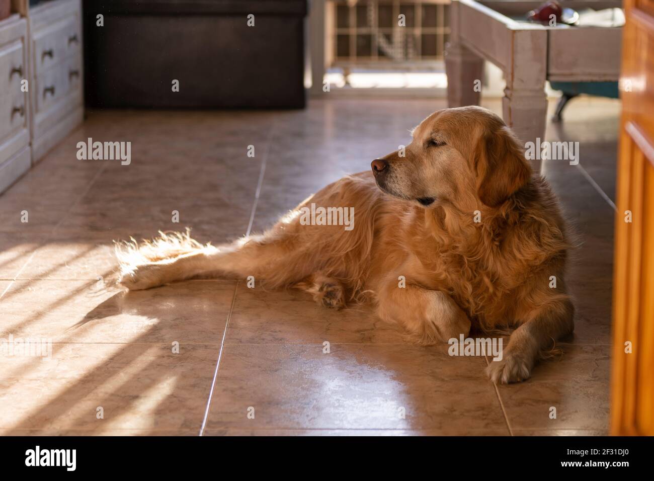 Mature Golden Retriever lying relaxed with the sun coming trough the window. High quality photography. Stock Photo