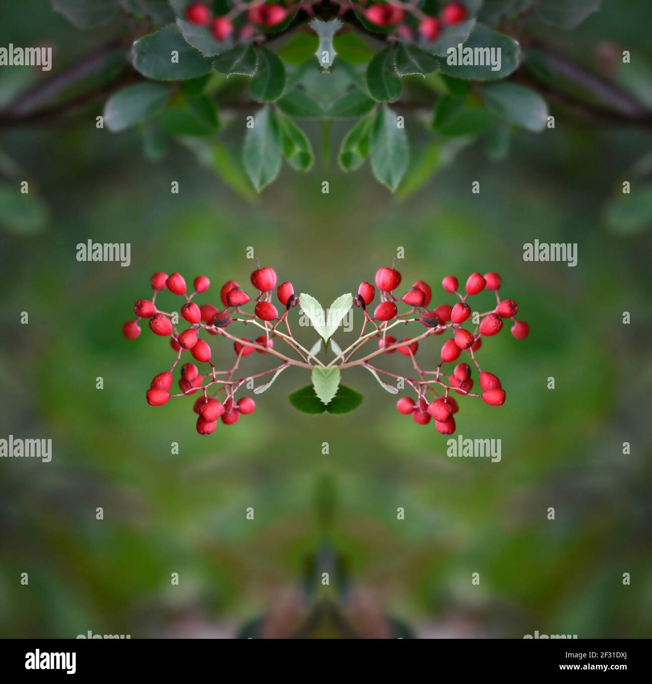 Nandina domestica (Sacred bamboo) a native flowering plant with a ...
