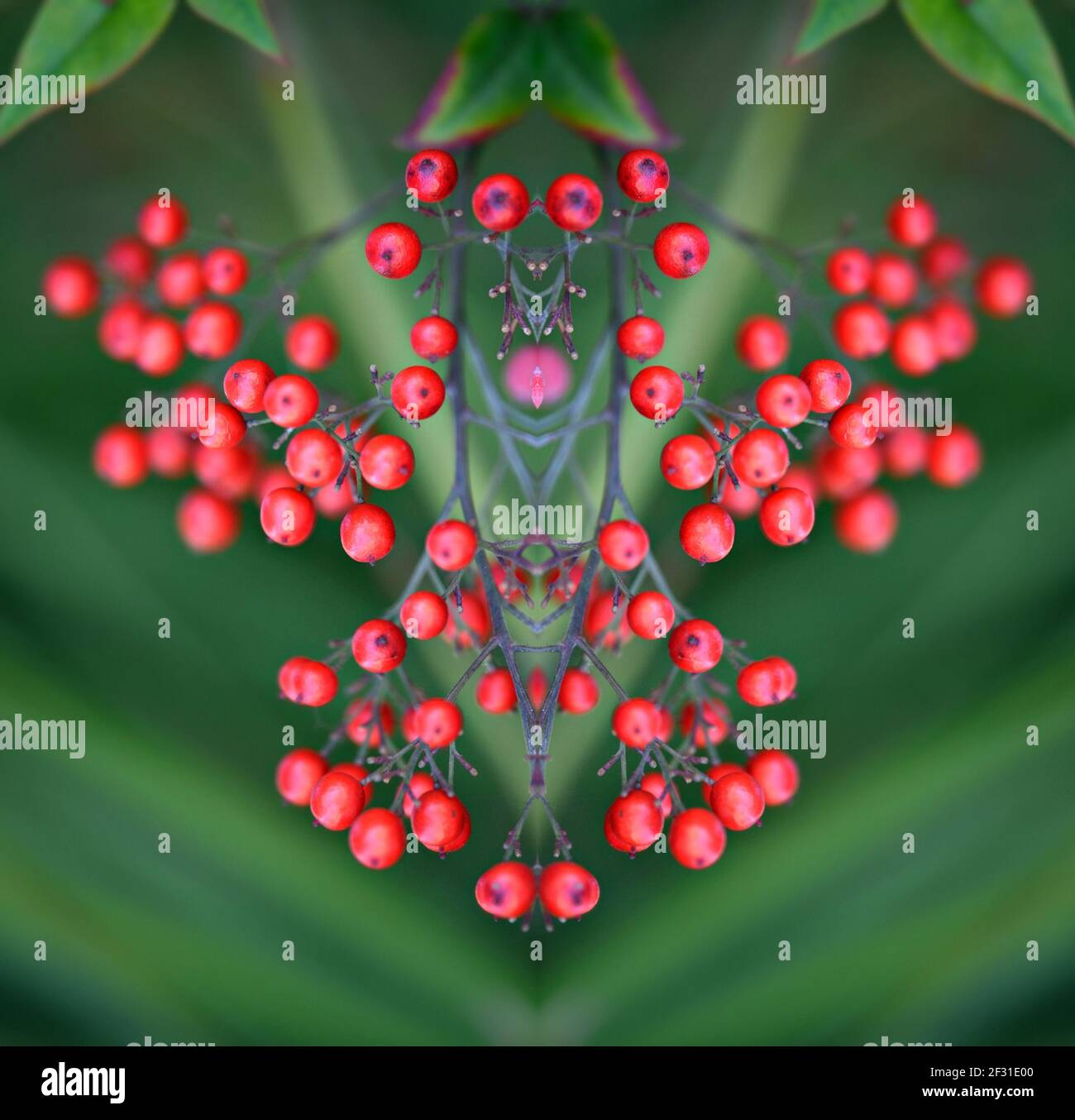 Nandina domestica (Sacred bamboo) a native flowering plant with a ...