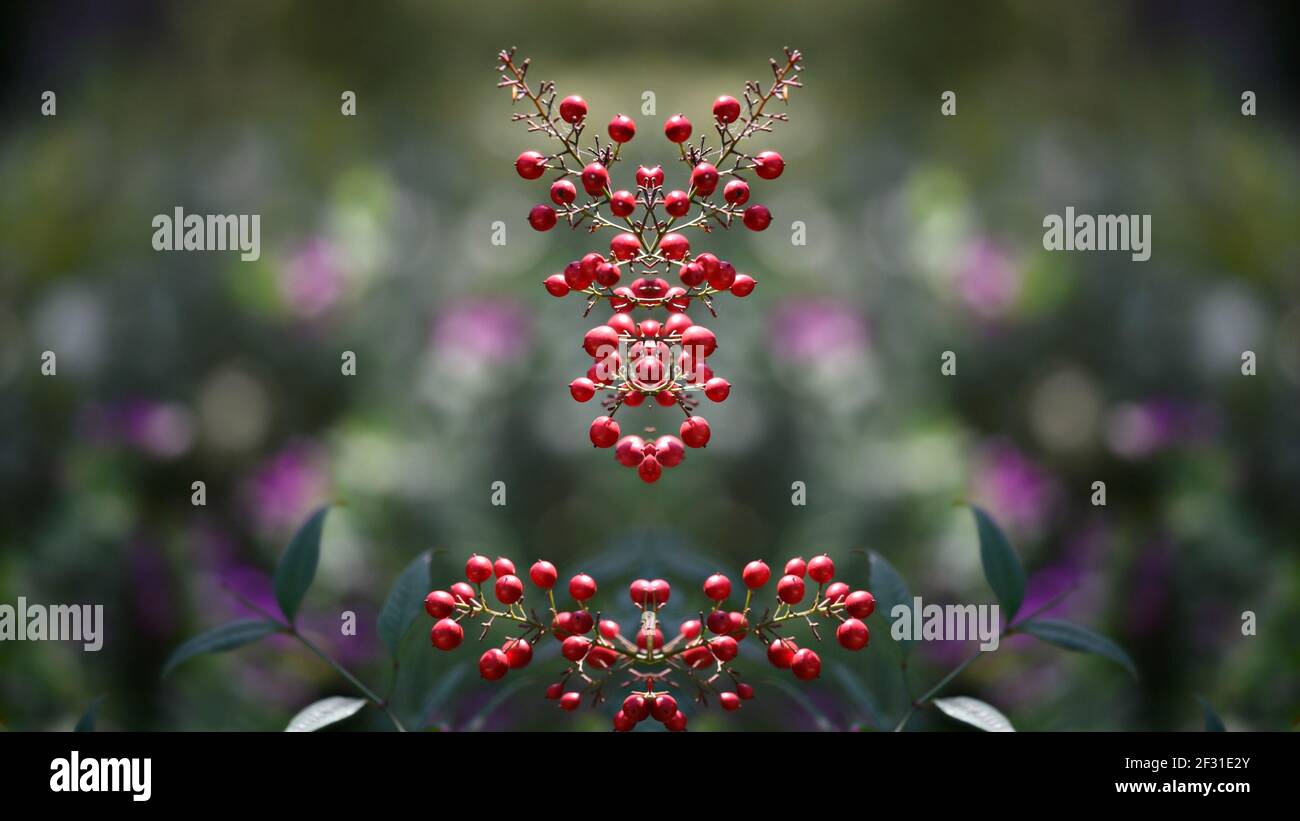 Nandina domestica (Sacred bamboo) a native flowering plant with a ...
