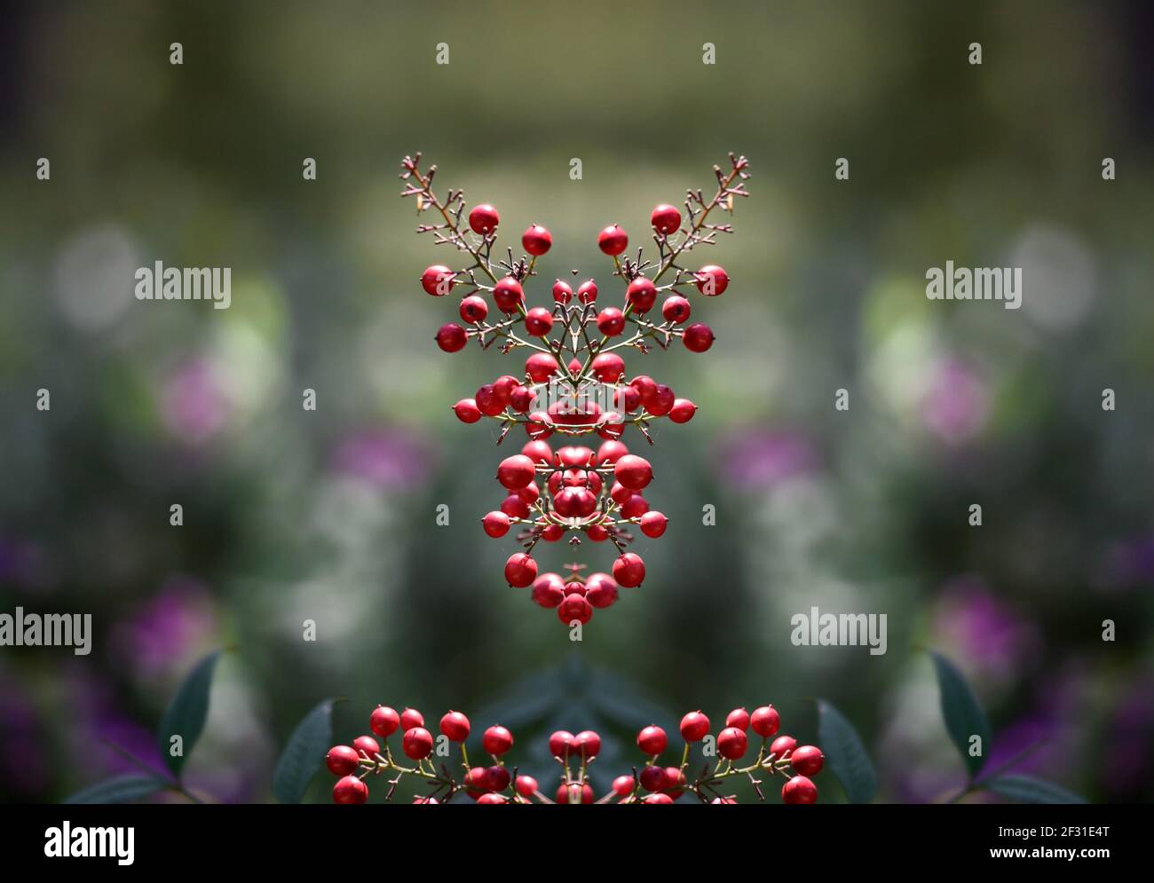 Nandina domestica (Sacred bamboo) a native flowering plant with a ...