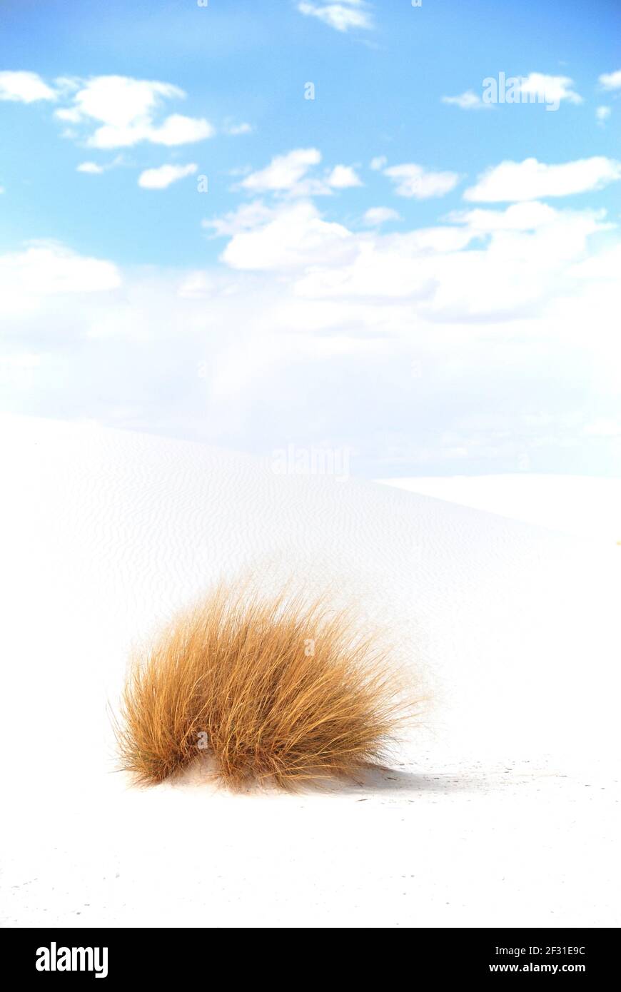 Dry grass on white sand dune in White Sands Stock Photo