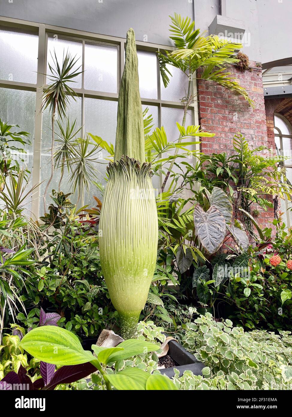 Amorphophallus titanum, the titan arum, is a flowering plant with the largest unbranched inflorescence in the world. The talipot palm, Corypha umbracu Stock Photo