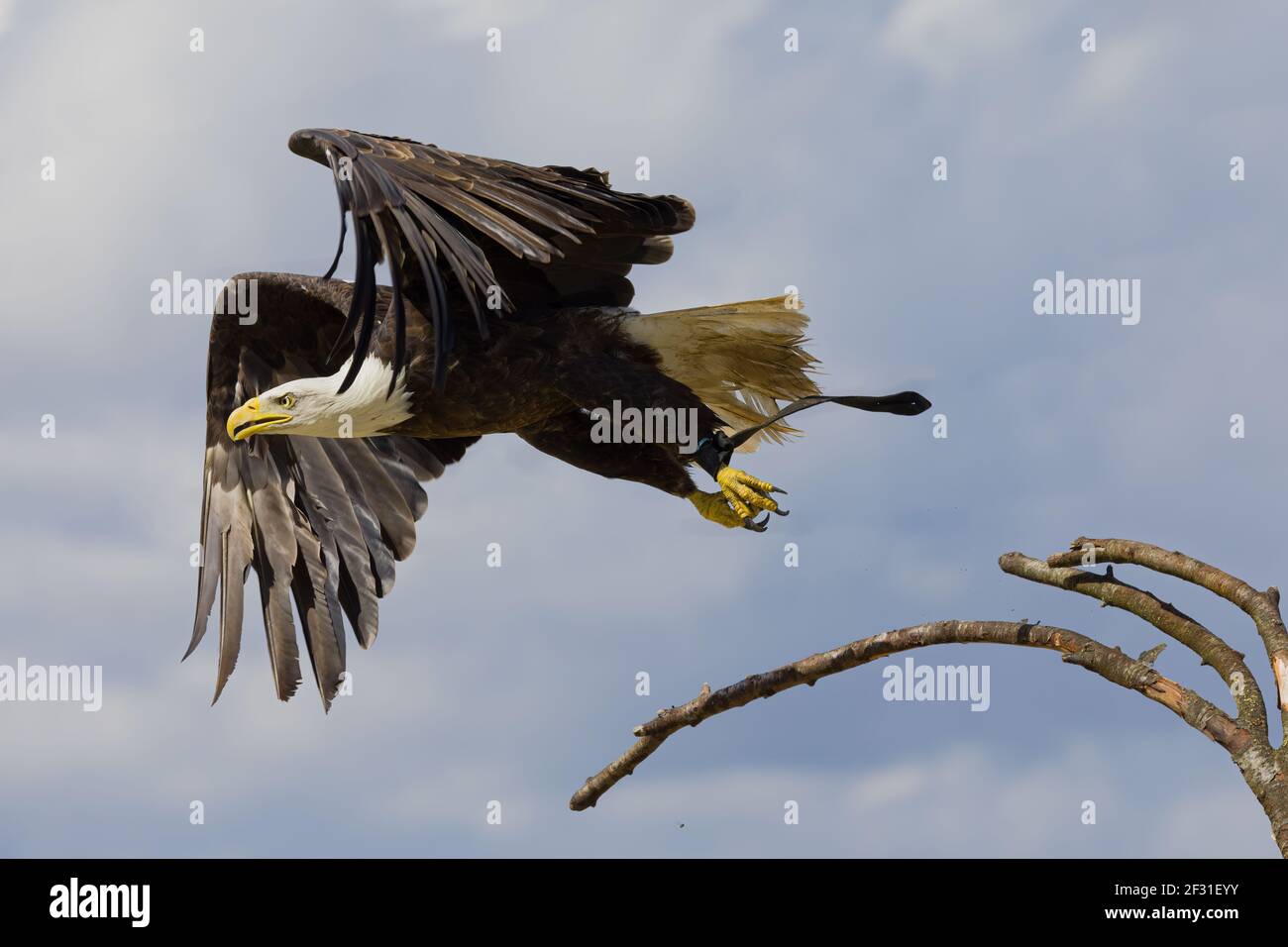 A bald eagle is flying off from a branch Stock Photo