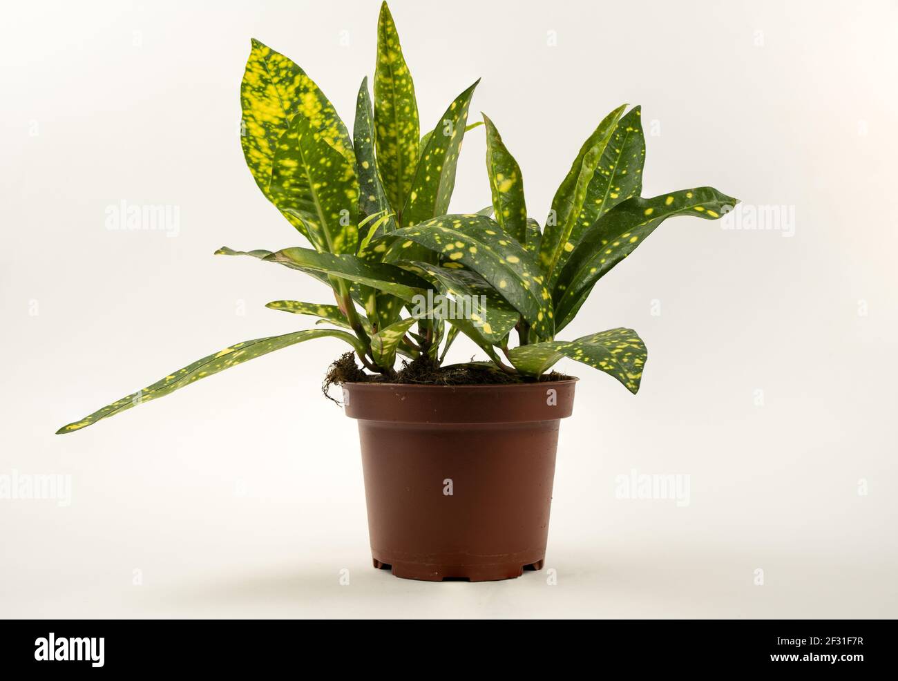 Aucuba japonica in pot with white background Stock Photo - Alamy