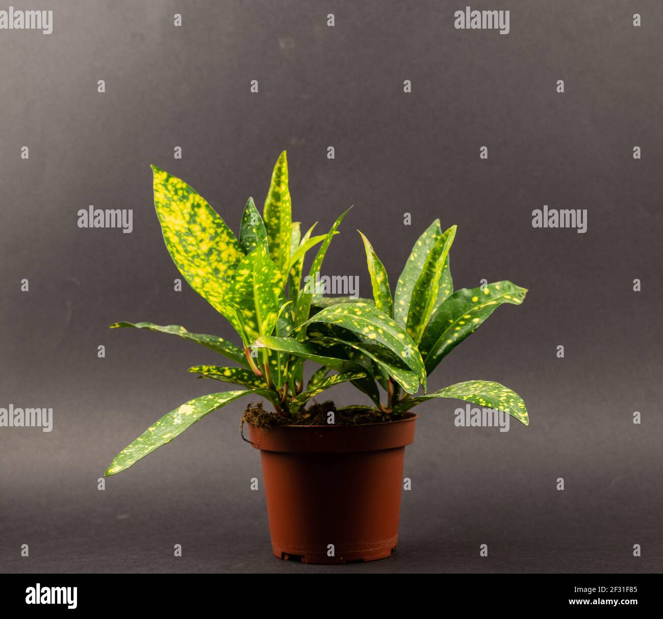 Aucuba japonica in pot with black background Stock Photo - Alamy