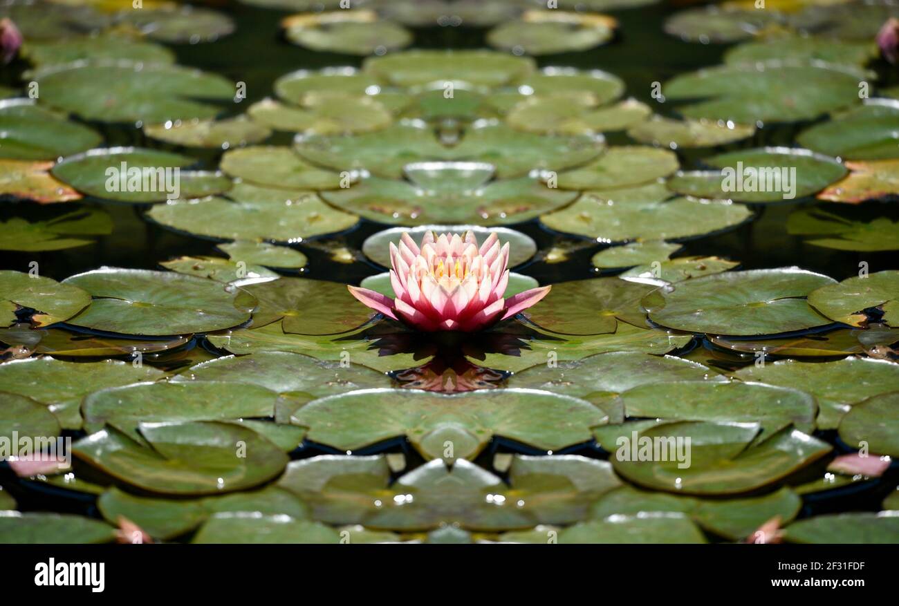Nymphaea pubescens a waterlily with pink flower petals on floating waxy leaves. Stock Photo