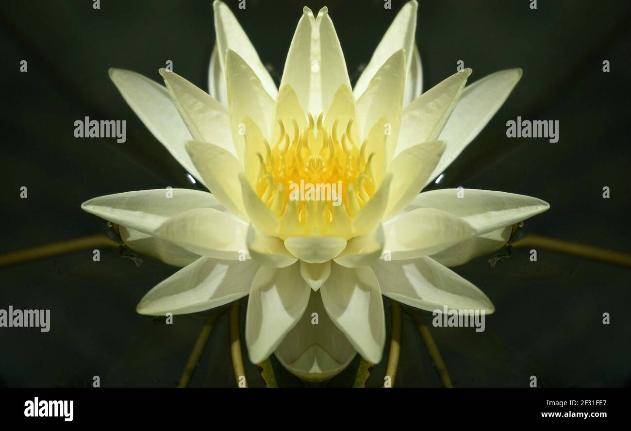Nymphaea Mexicana a pale yellow water lily on floating waxy leaves. Stock Photo
