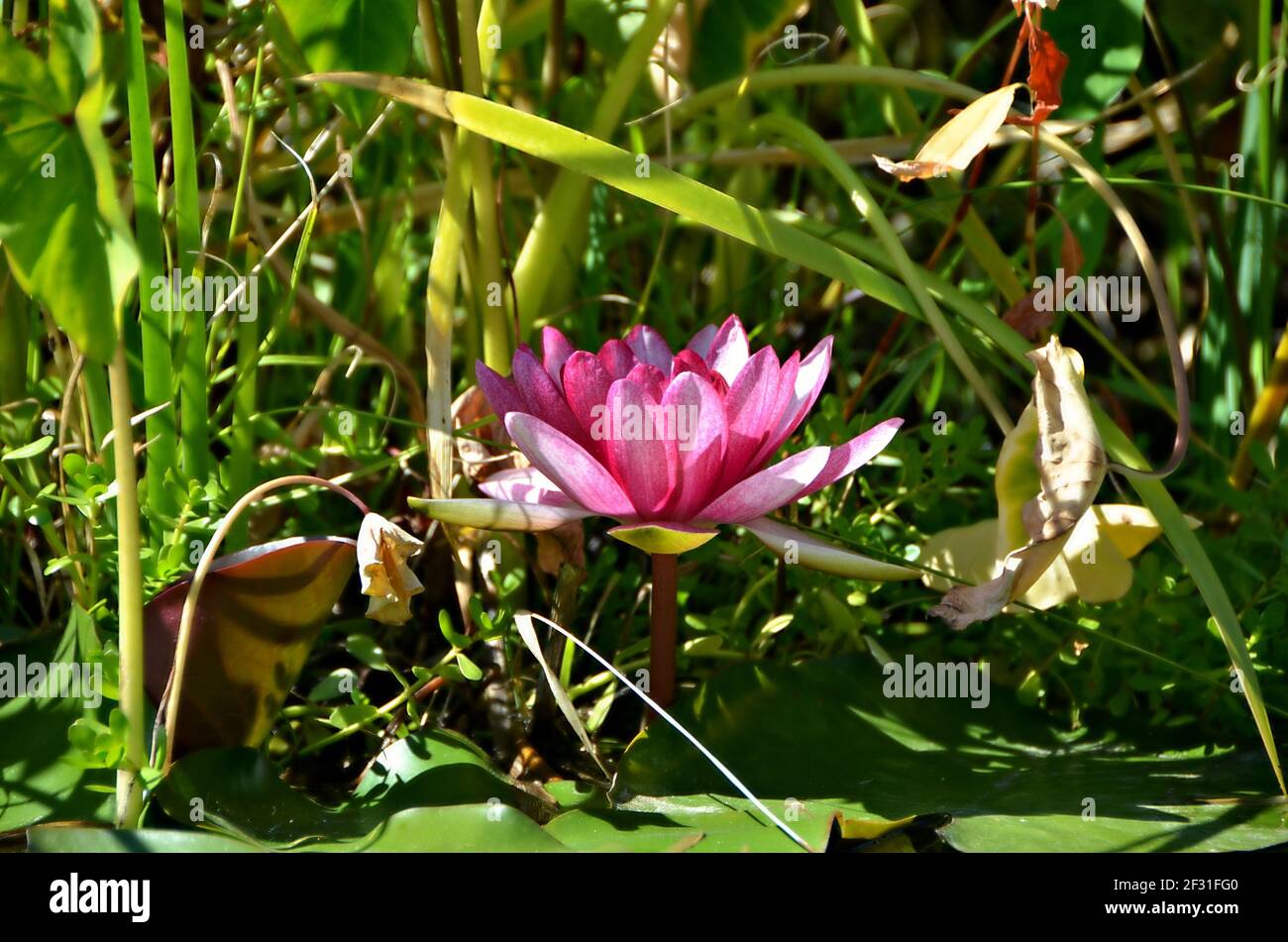 Nymphaea pubescens a waterlily with pink flower petals on floating waxy leaves. Stock Photo
