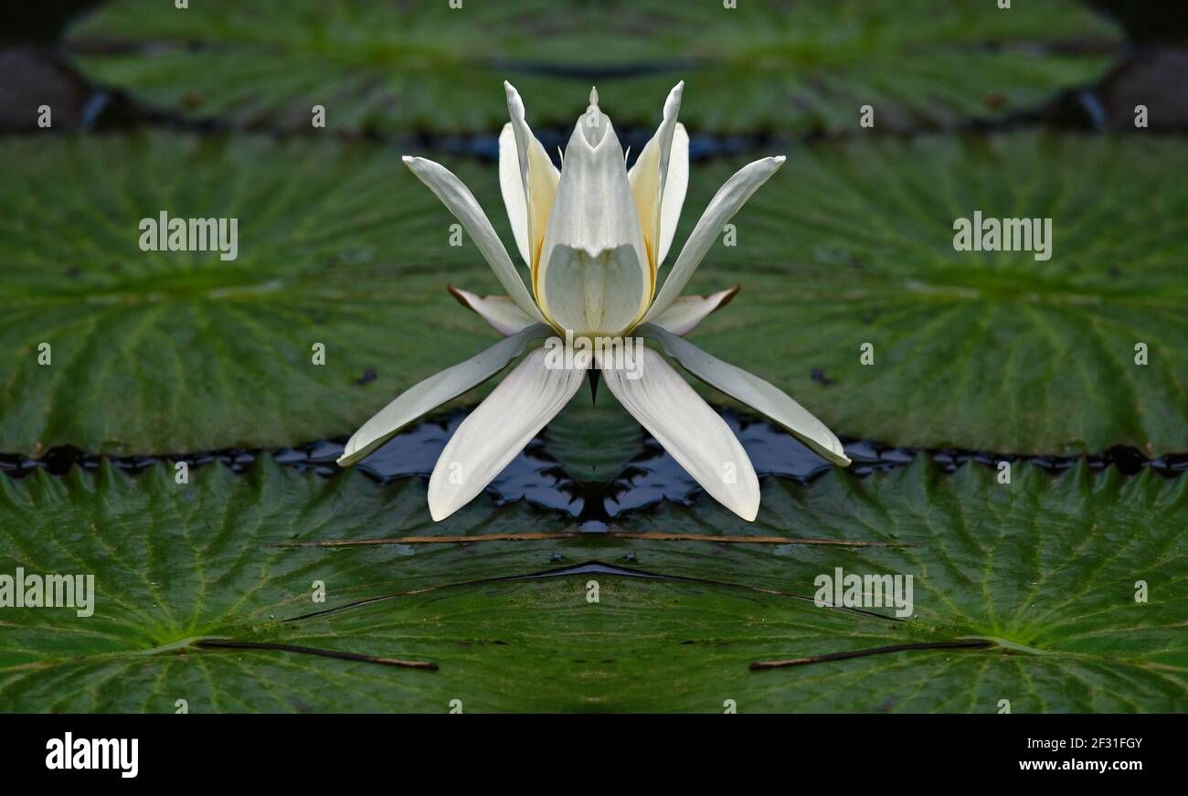 Nymphaea alba a white water lily with yellow center on floating waxy leaves. Stock Photo