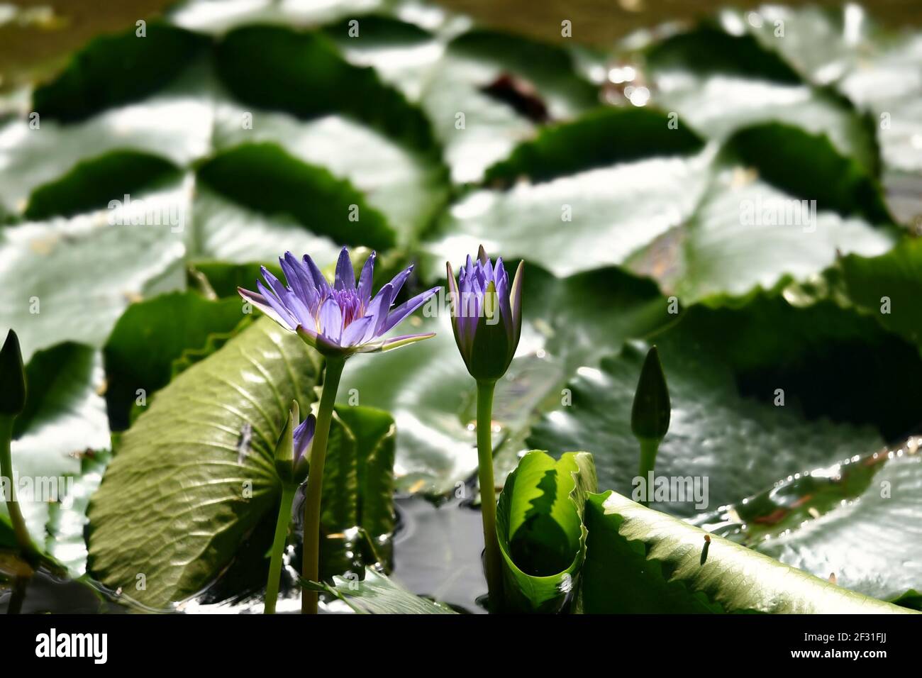Nymphaea nouchali, a waterlily with royal blue flower petals on floating waxy leaves Stock Photo
