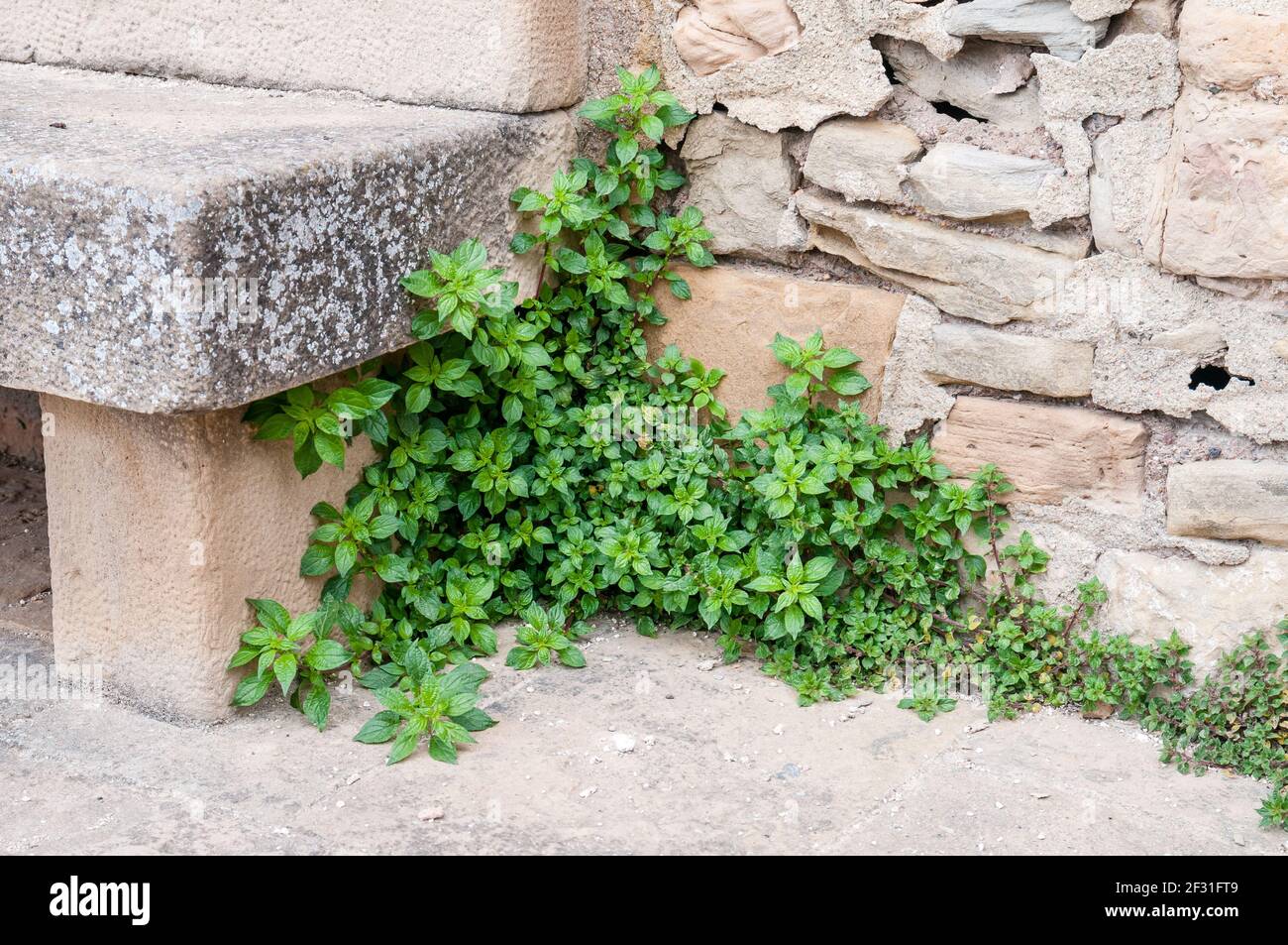 Parietaria officinalis, eastern pellitory-of-the-wall, lichwort, next to a stone bench on the street, Talamanca, Catalonia, Spain Stock Photo