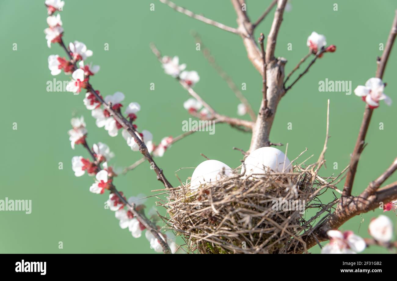 True nest with eggs among the flowering branches. Concept of Easter and spring Stock Photo