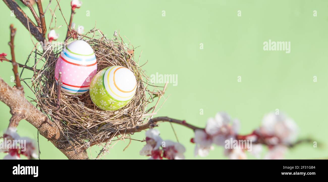Real nest with decorated eggs among the flowering branches. Concept of Easter and spring Stock Photo