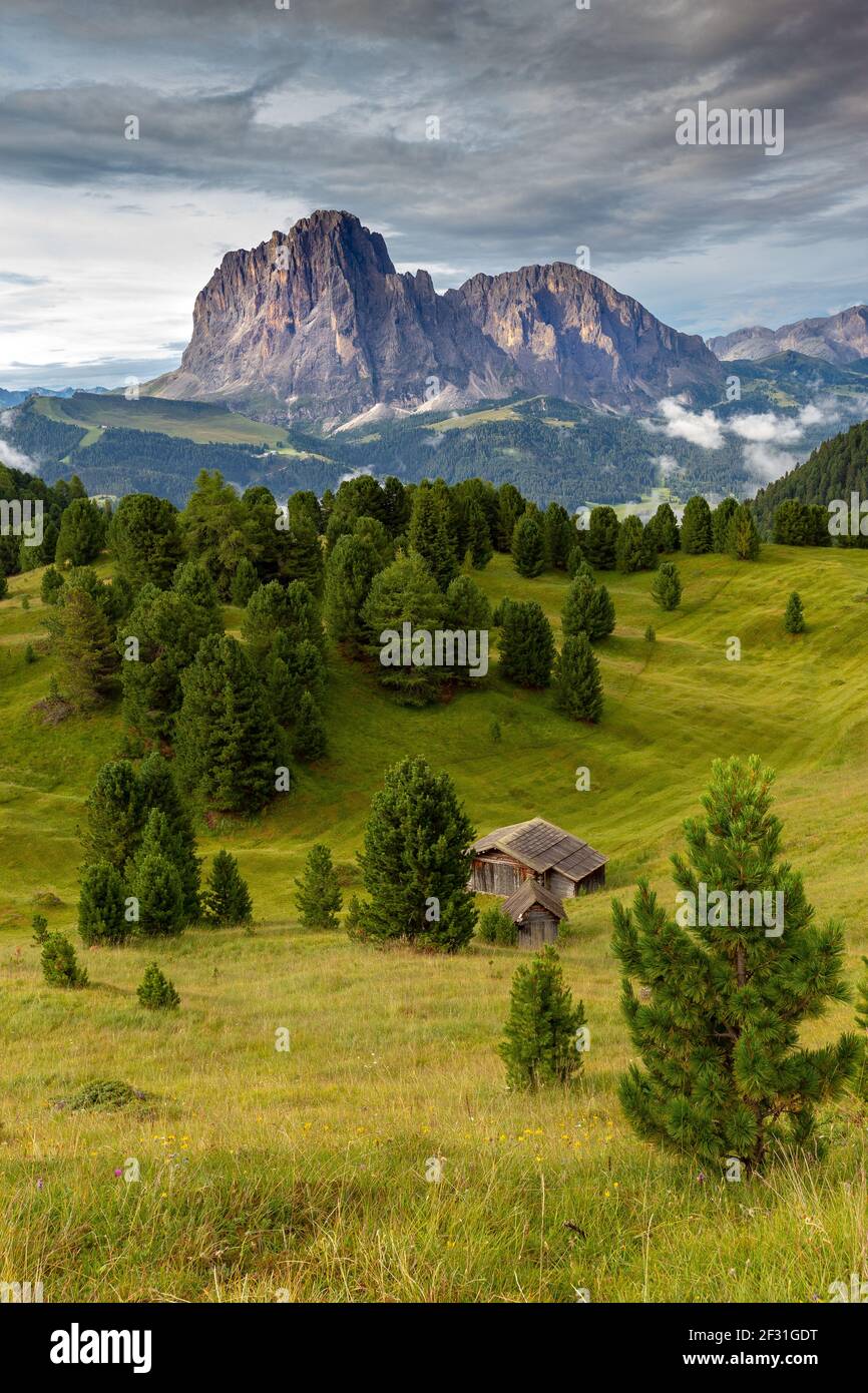 Val Gardena alpine valley. Alpine meadow and stone pines, wooden chalet. Sassolungo and Sassopiatto mountain peaks. The Dolomites. Italian Alps. Stock Photo