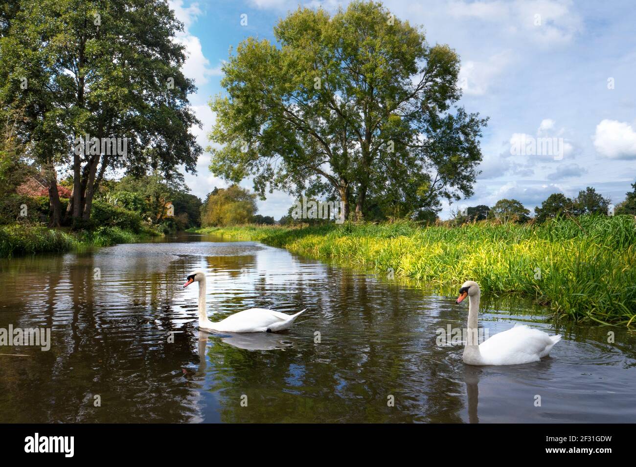 River Wey Navigations tranquil landscape with white pair of mute swans looking for food amongst the reeds in autumn season River Wey Send Surrey UK Stock Photo