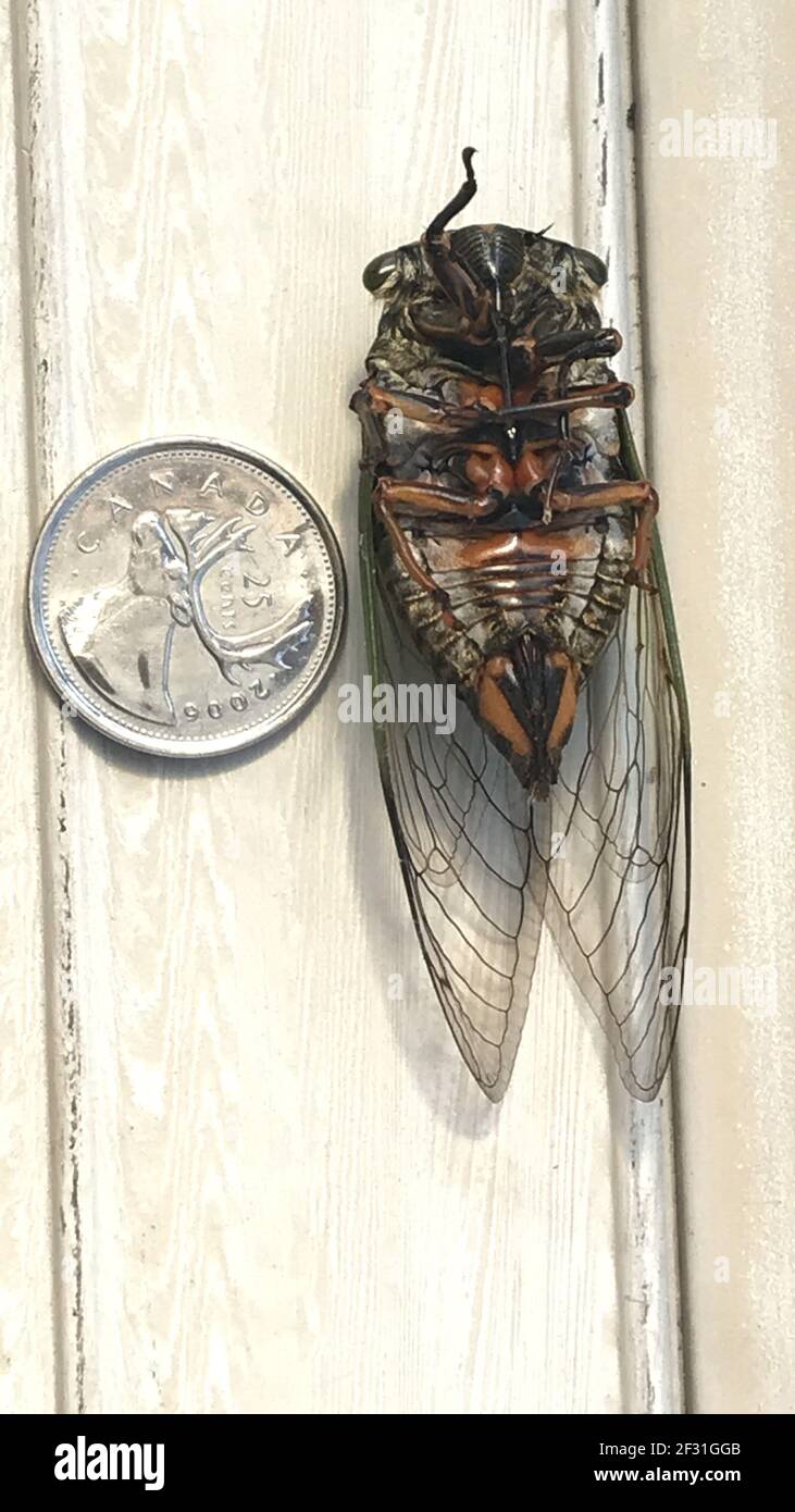 Closeup Images of a Japanese Cicada Stock Photo Alamy