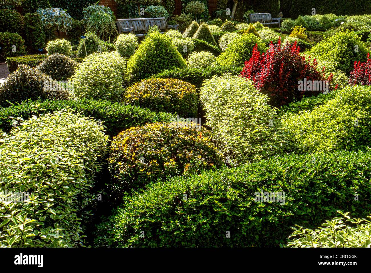Buxus gardens hi-res stock photography and images - Alamy