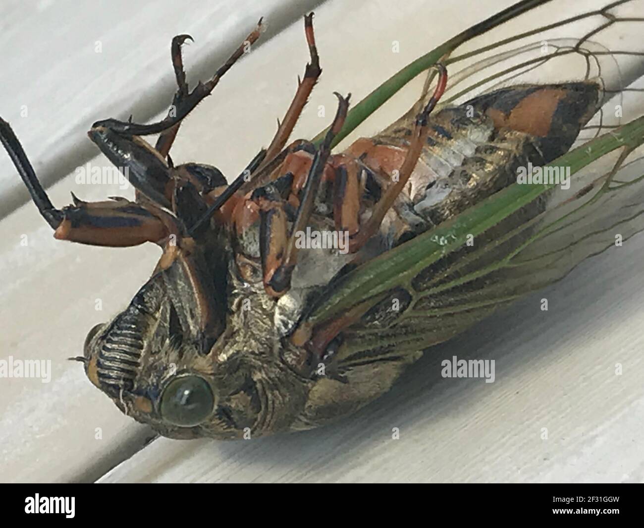 Closeup Images of a Japanese Cicada Stock Photo Alamy