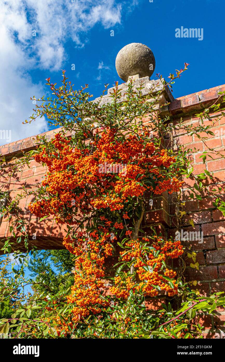 PYRACANTHA  red berry 'pomes' of the Pyracantha evergreen shrub in the Rosaceae Firethorn family, low angle view growing training up brick wall Stock Photo