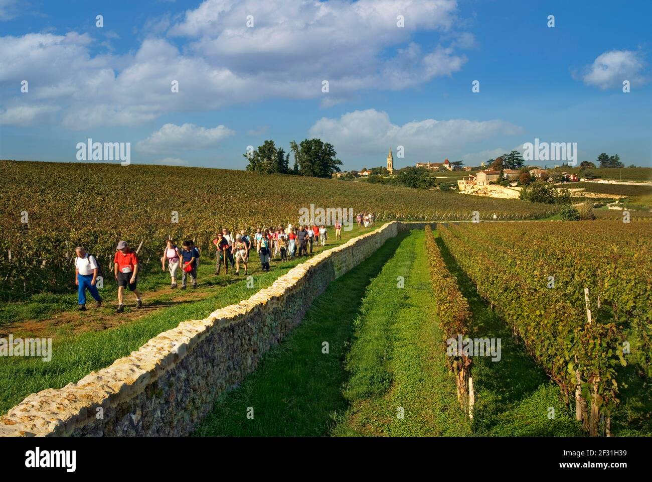 Vineyard walks through Saint Emilion vines viewed from Chateau Troplong Mondot vineyards towards village of Saint Emilion Bordeaux Gironde France Stock Photo