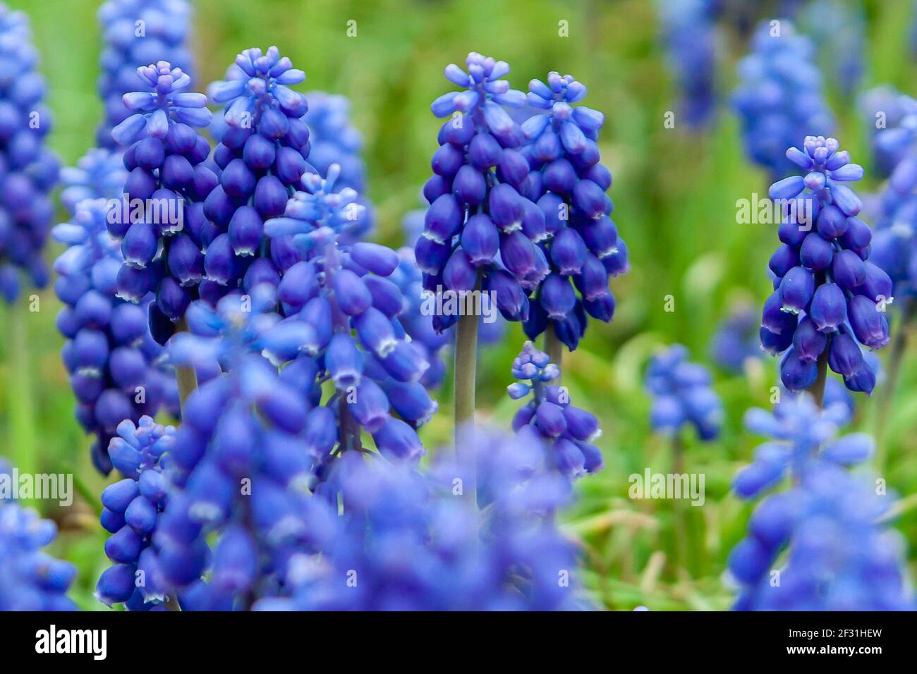 Blue grape hyacinth flowers as nice spring background Stock Photo - Alamy