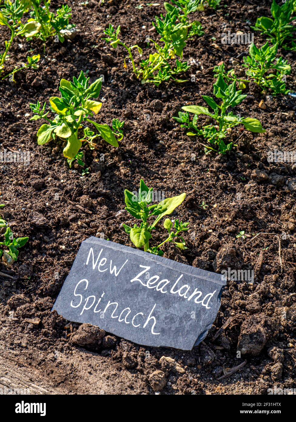 New Zealand spinach in Kitchen Garden 'Tetragonia tetragonoide' is a flowering plant in the fig-marigold family cultivated as a leafy vegetable. Stock Photo