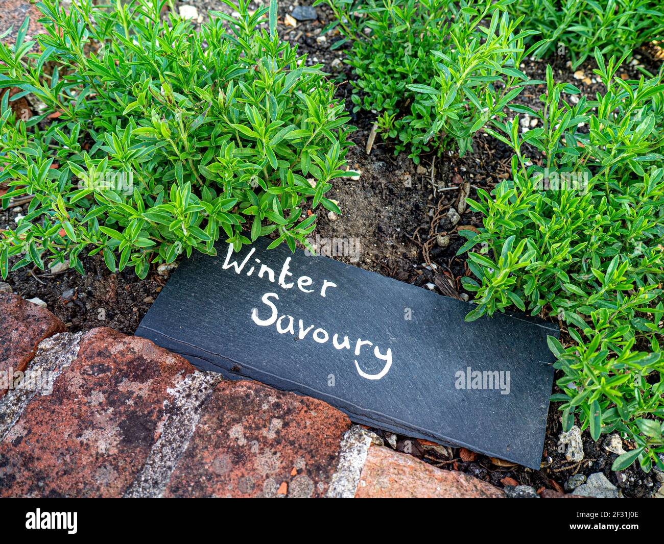 Winter savoury herb & slate label [Satureja montana], perennial, semi-evergreen in family Lamiaceae, native to warm temperate regions Southern Europe Stock Photo