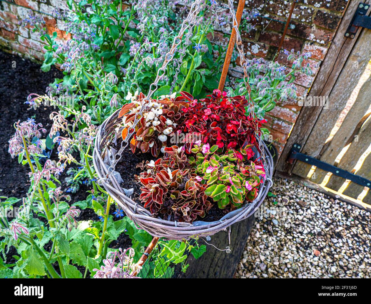 Begonias in hanging basket as a floral decoration in a traditional walled kitchen garden. Begonia genus of perennial flowering plants family Begoniace Stock Photo