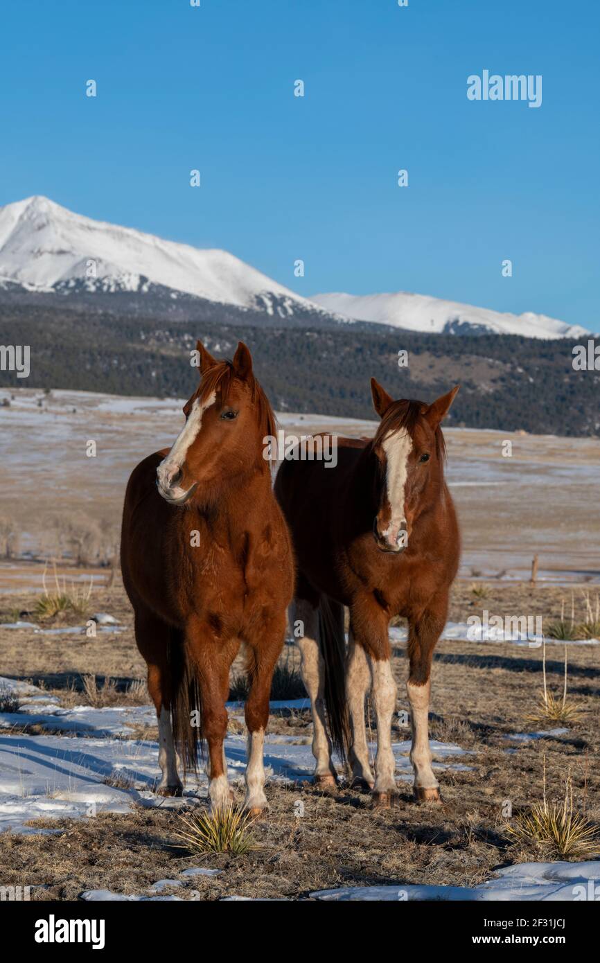 USA, Colorado, Custer County, Westcliffe, Music Meadows Ranch. Sorrel