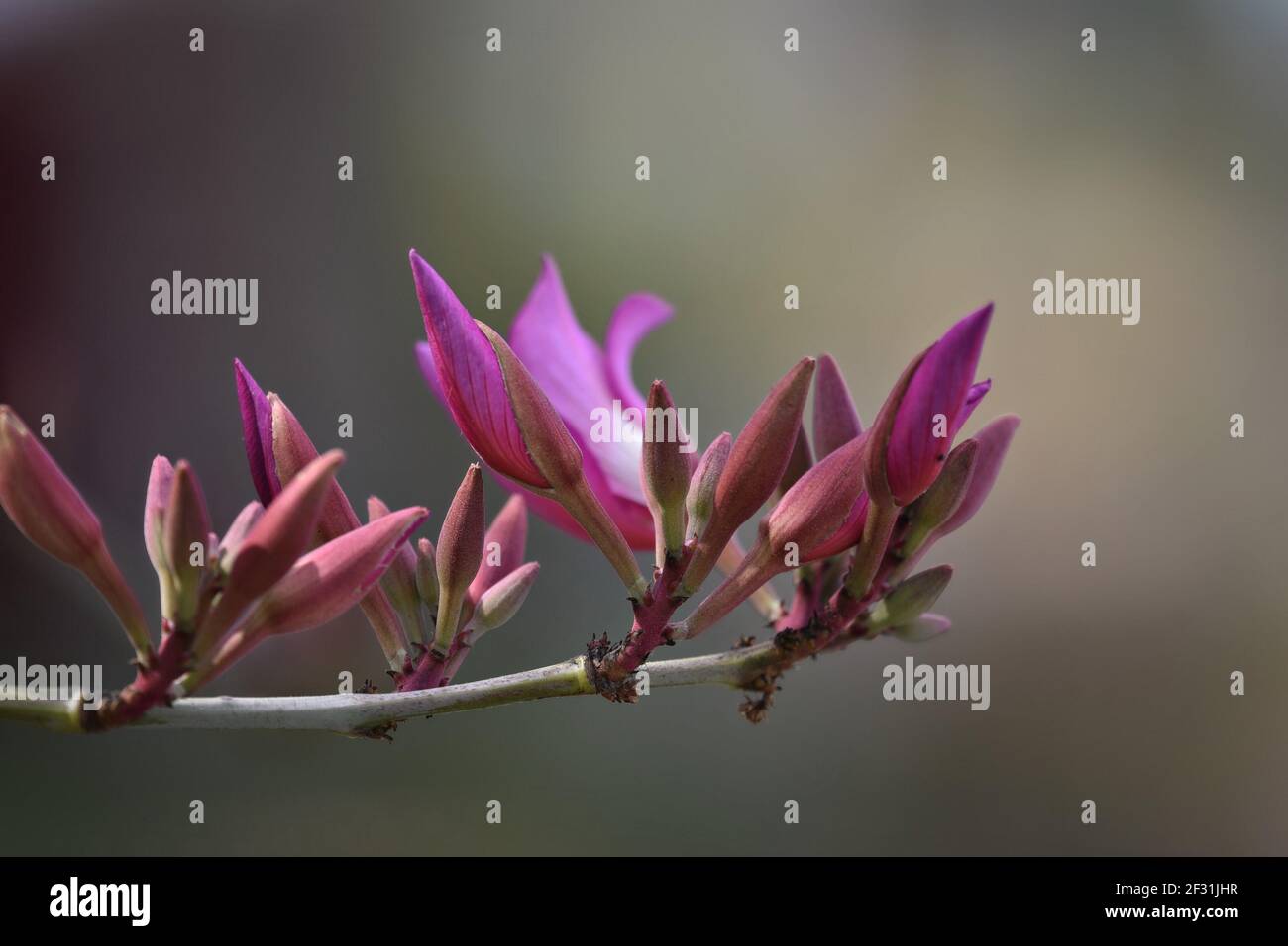 Bauhinia variegata buds. Stock Photo
