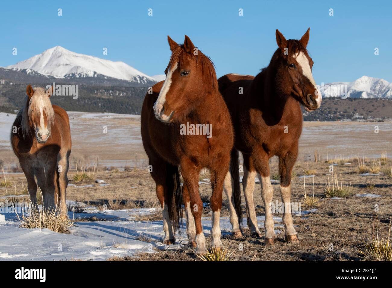 USA, Colorado, Custer County, Westcliffe, Music Meadows Ranch. Sorrel ...