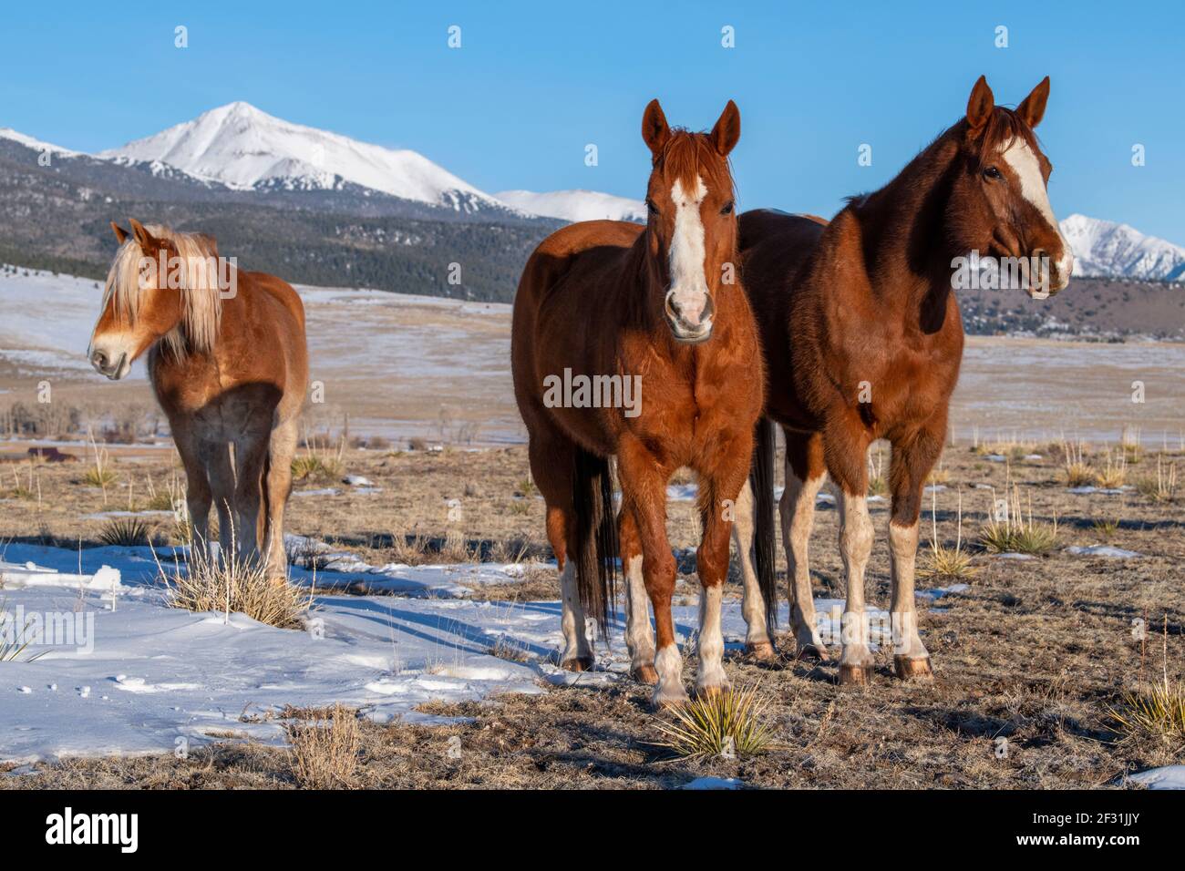 USA, Colorado, Custer County, Westcliffe, Music Meadows Ranch. Sorrel