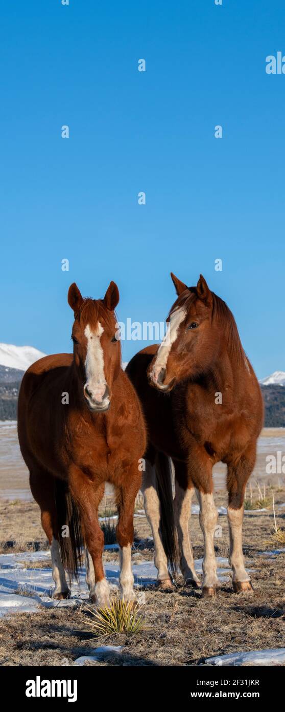 USA, Colorado, Custer County, Westcliffe, Music Meadows Ranch. Sorrel ...