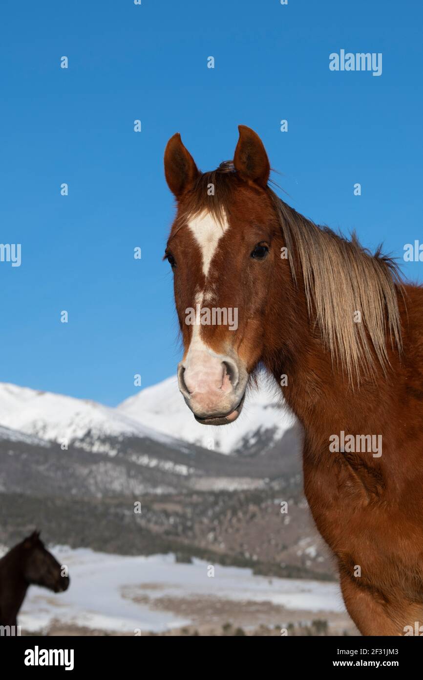 Sorrel quarter horses hires stock photography and images Alamy