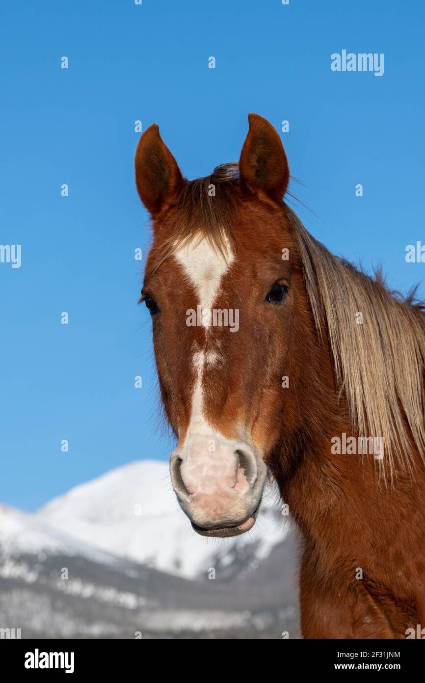 USA, Colorado, Custer County, Westcliffe, Music Meadows Ranch. Sorrel