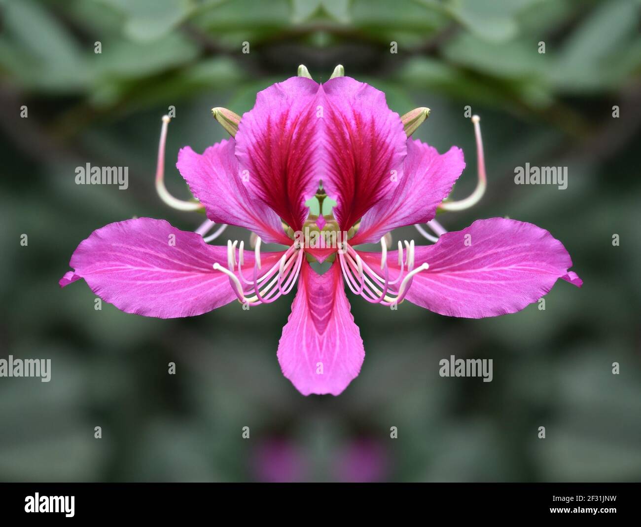 Incarvillea arguta an exotic orchid-like Bauhinia flower with pink petals on a natural green background. Stock Photo