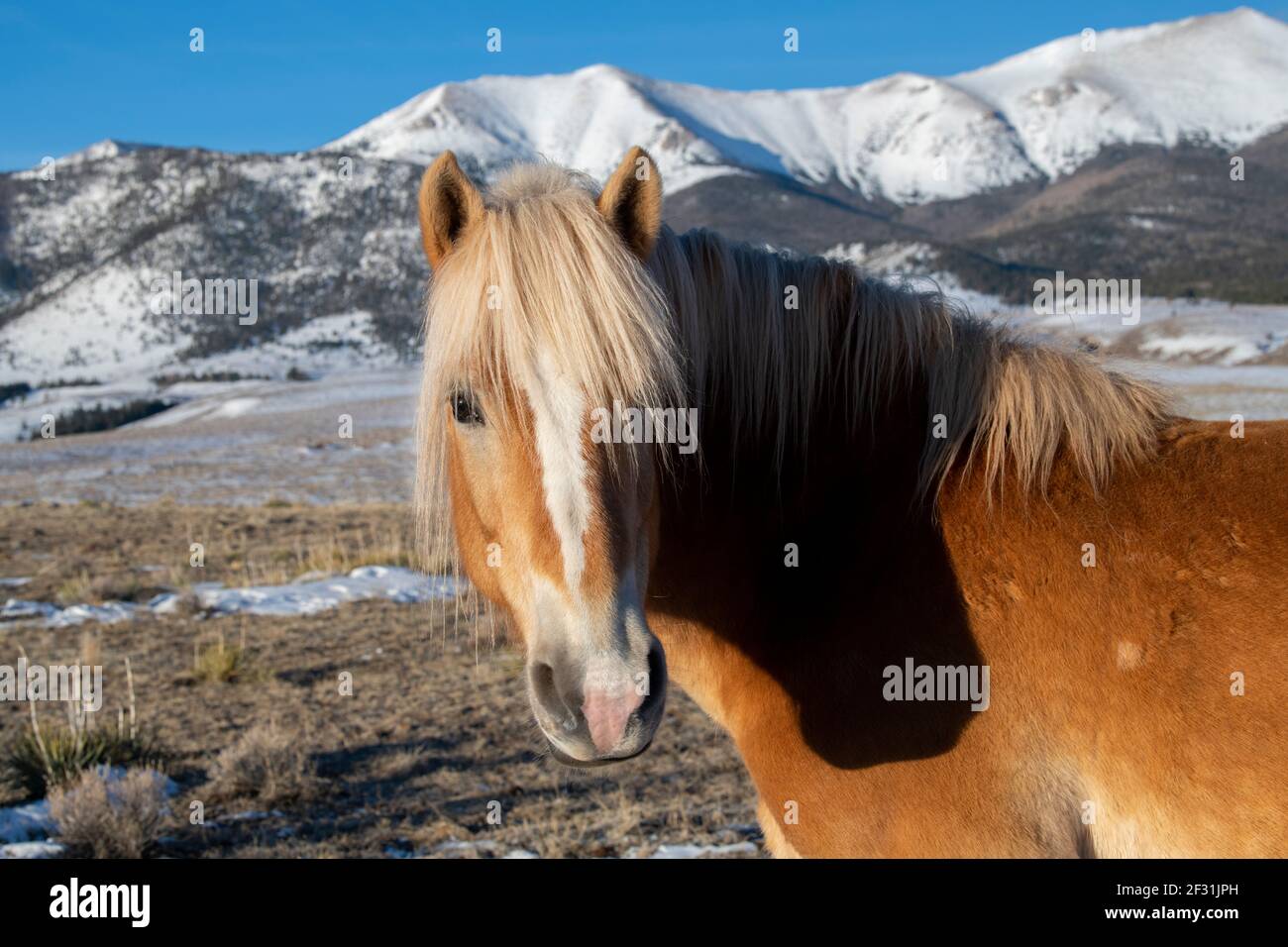 USA, Colorado, Custer County, Westcliffe, Music Meadows Ranch. Draft