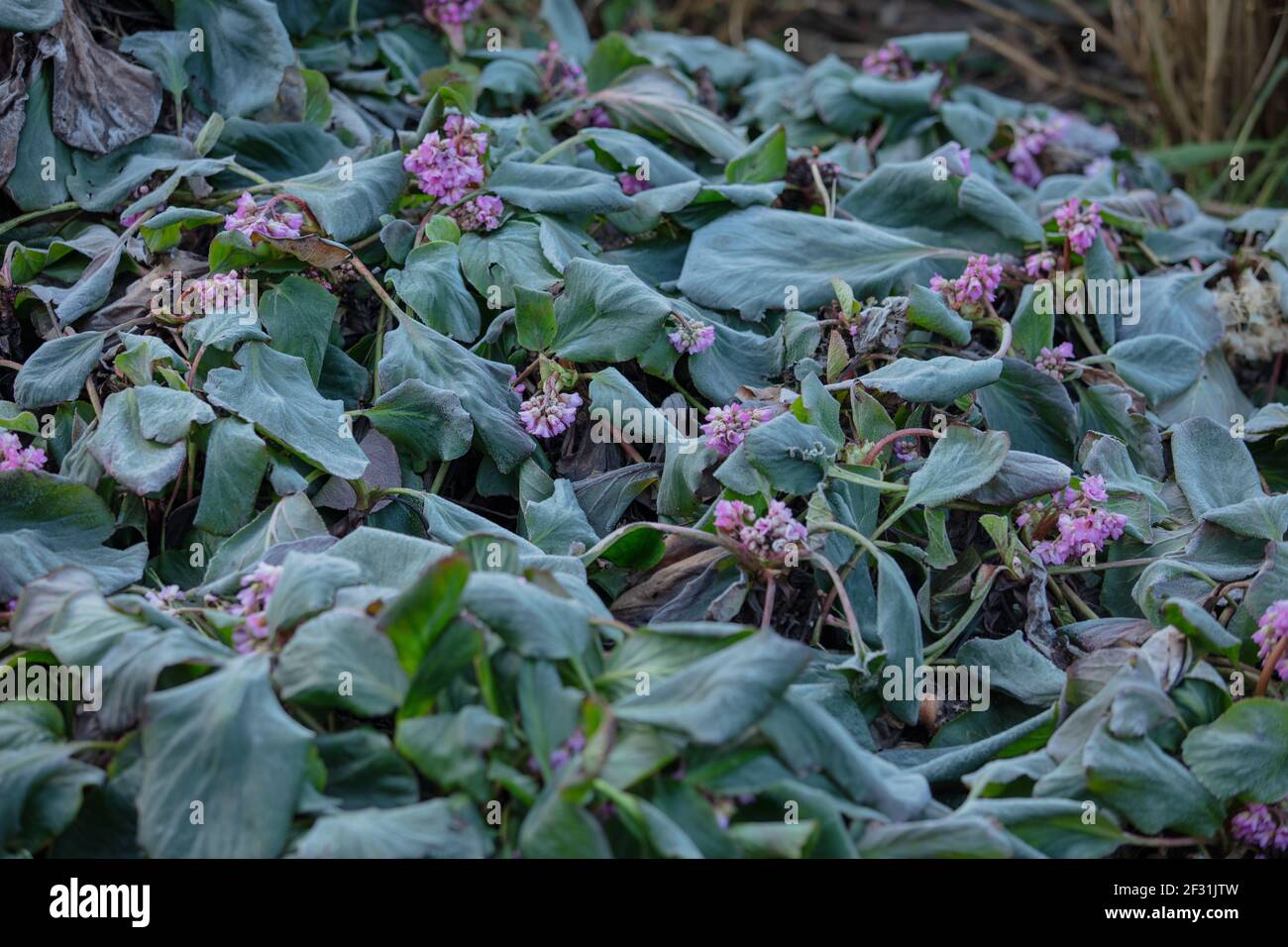 Early morning frost seen on the leaves and flowers of Bergenia cordifolia in the uk in winter. Stock Photo