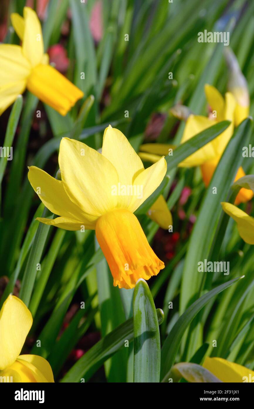 Close up of the Jet Fire variety of narcissus flower Stock Photo