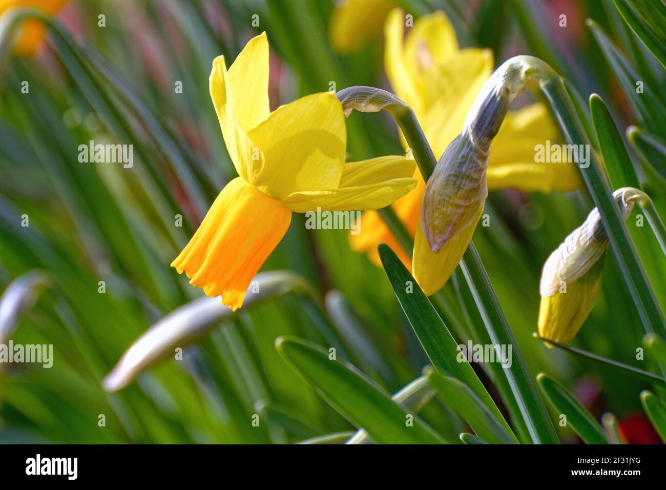 Close up of the Jet Fire variety of narcissus flower Stock Photo