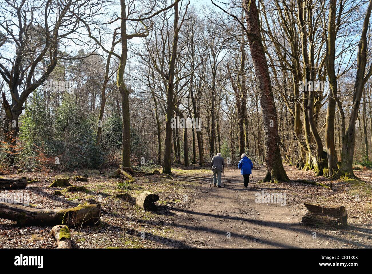 An elderly couple with walking sticks strolling through woods on the North Downs on a sunny spring day, in the Surrey Hills near Dorking England UK Stock Photo