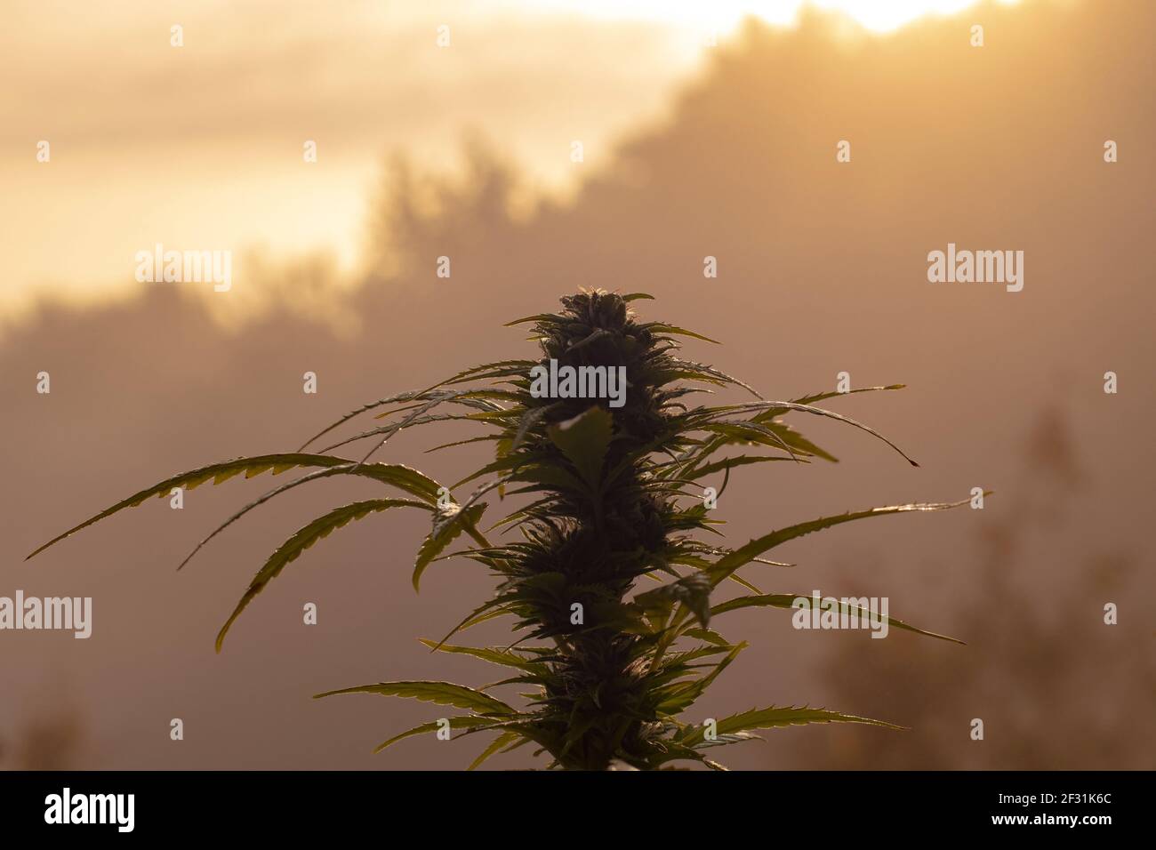 Cannabis plant at flowering stage growing outdoors Stock Photo