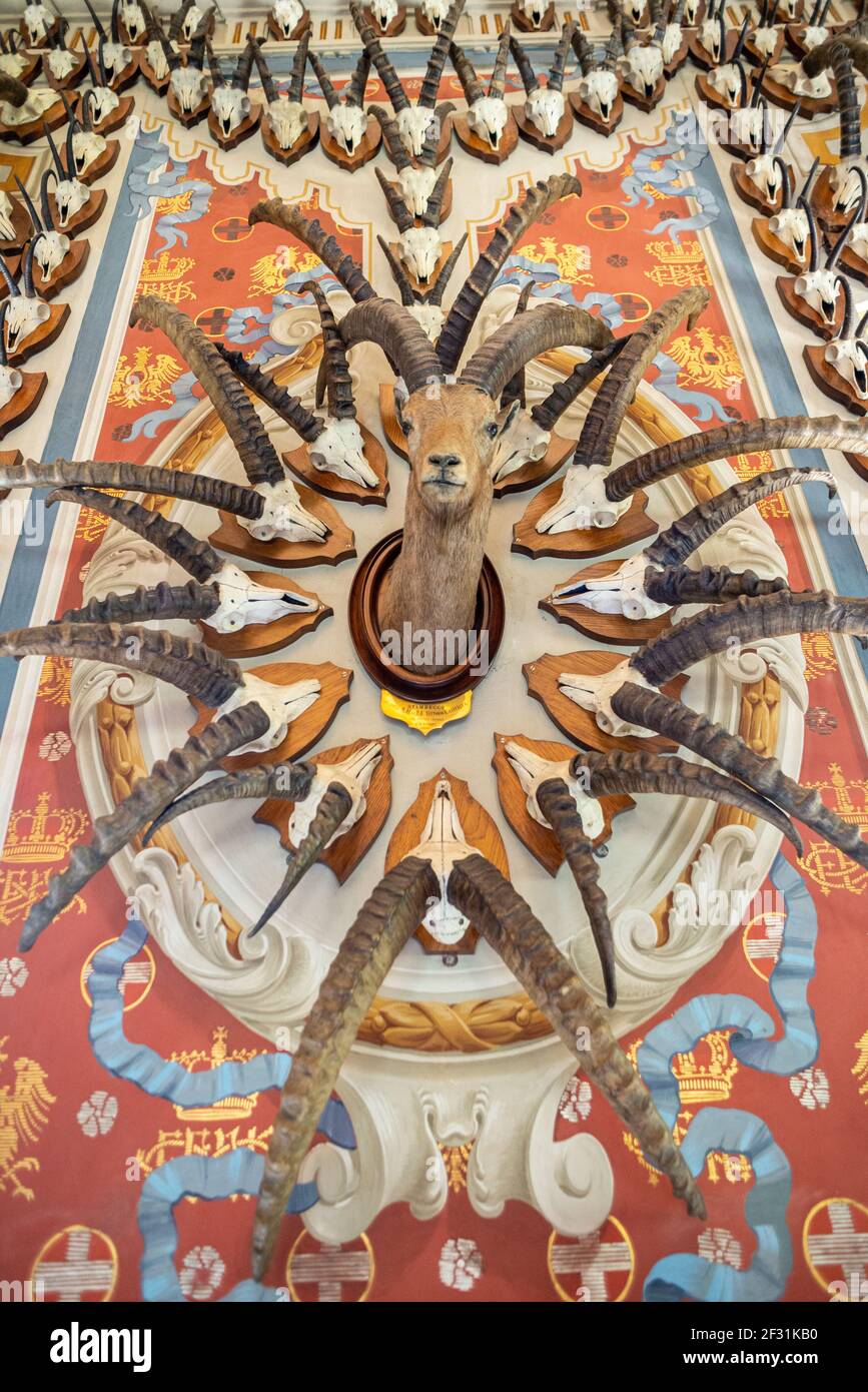 Hunting trophy with ibex head and ibex skulls composition inside Sarre Castle in Aosta valley, Italy Stock Photo