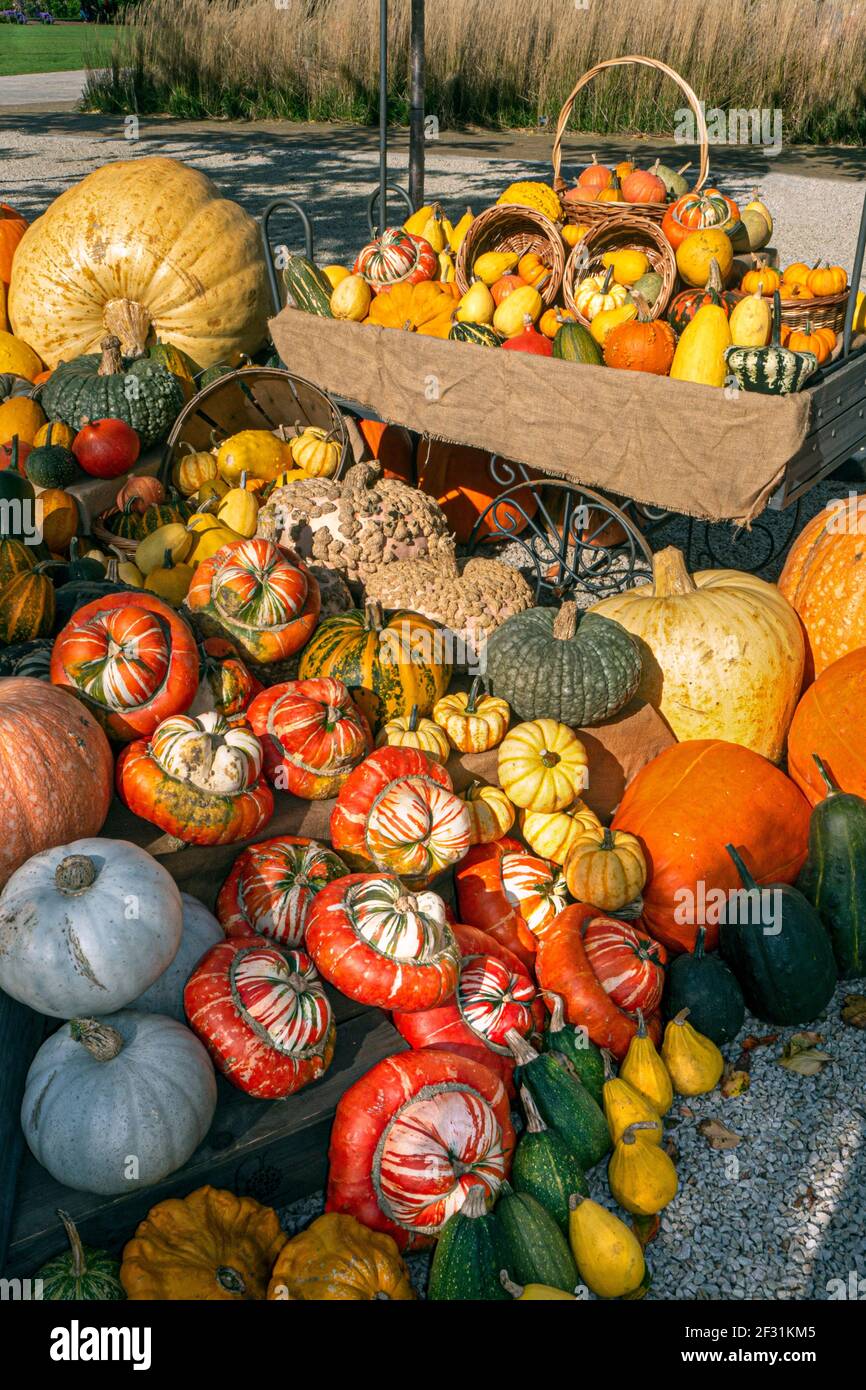 English Squash varieties on display for sale outside at a typical UK farm shop Stock Photo Alamy
