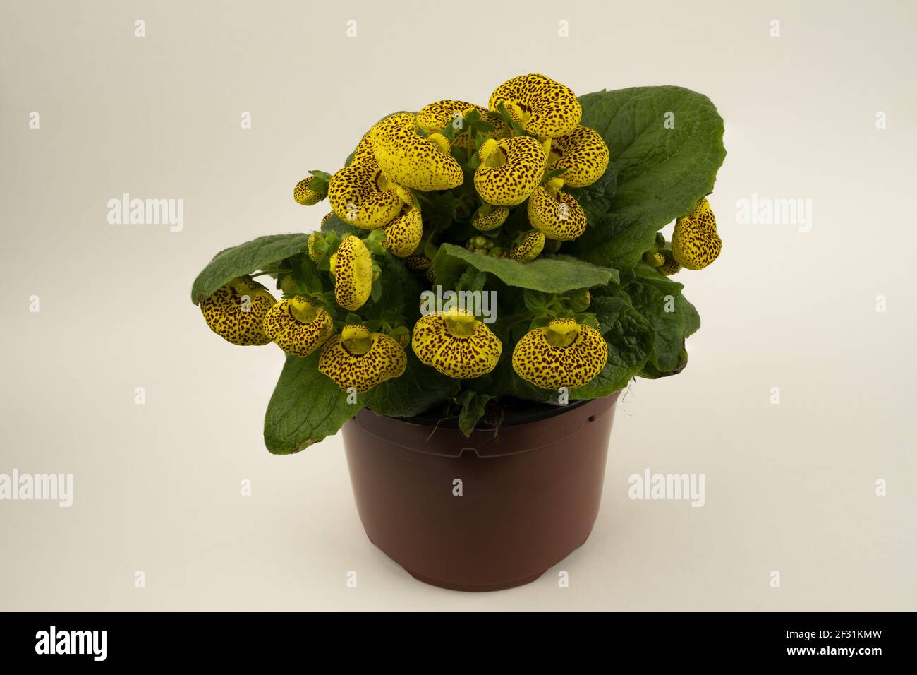calceolaria integrifolia in pot with white background, top view Stock Photo