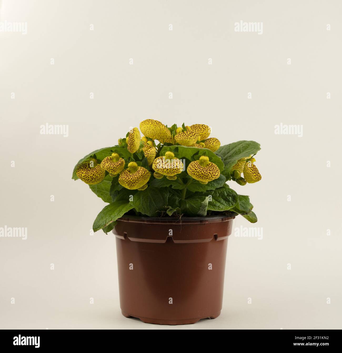 calceolaria integrifolia in pot with white background Stock Photo