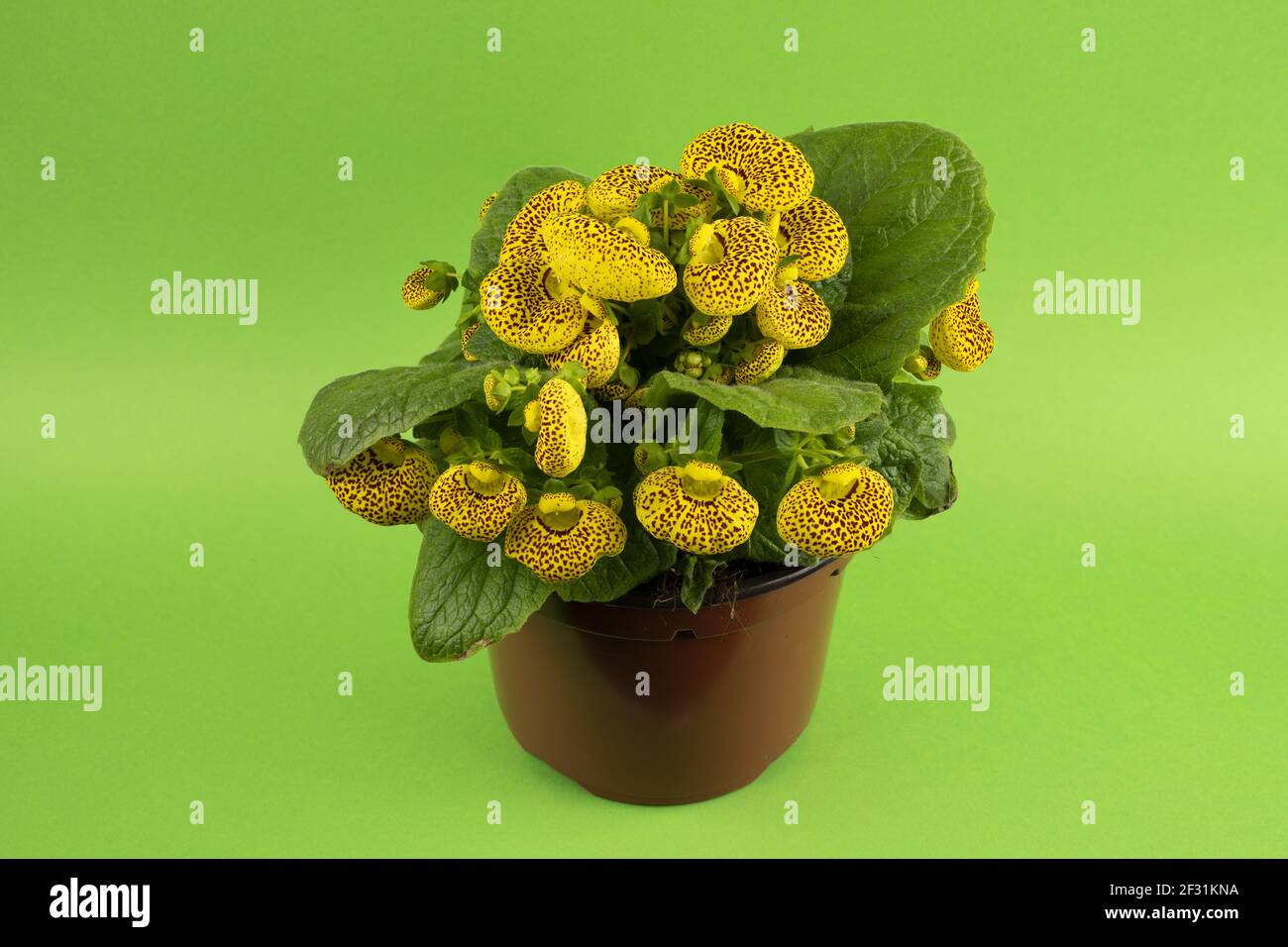 calceolaria integrifolia in pot with green background, top view Stock Photo